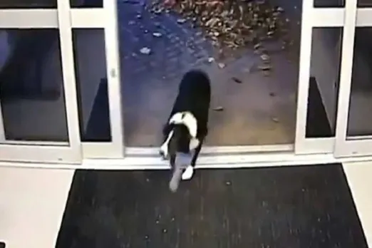 Lost dog enters police station