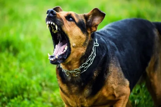 Dog bite ghaziabad