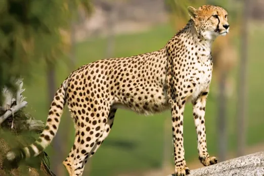Cheetah
