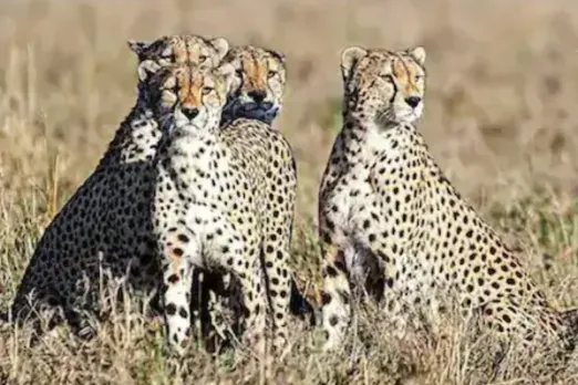Cheetah