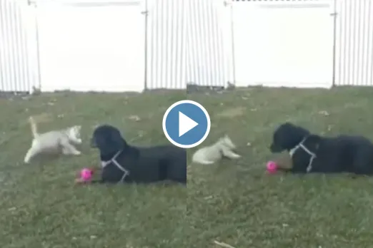 Viral video: Sau sonar ki ek lohar ki! Watch how this little puppy falls down when the big doggy barks, video here