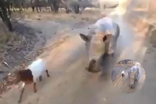 Viral Video