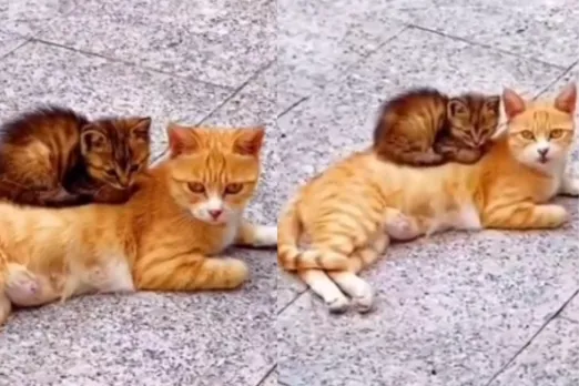 Viral Video
