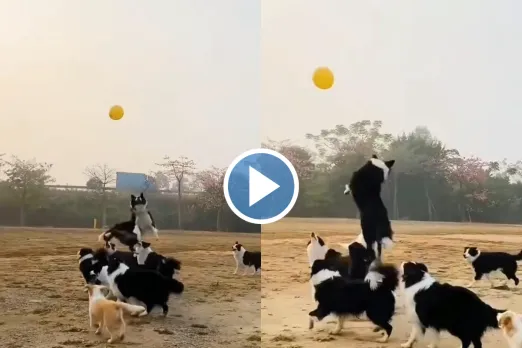 Viral Video
