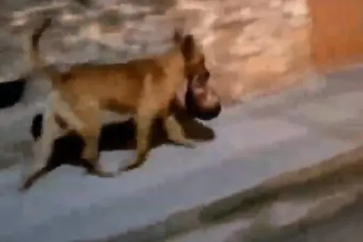 Viral Video