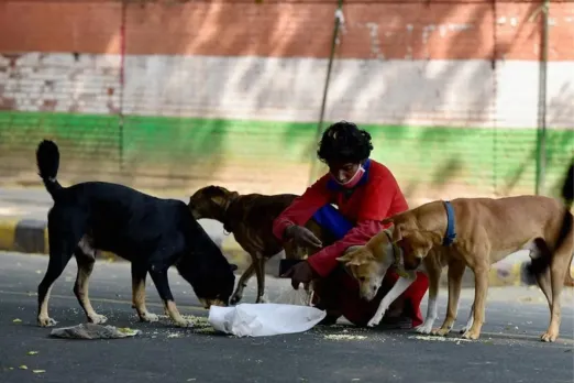Stray dogs