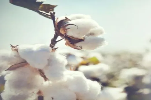 Cotton production