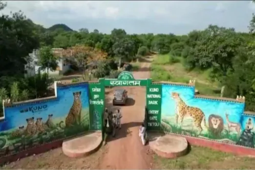 Cheetah Madhya Pradesh