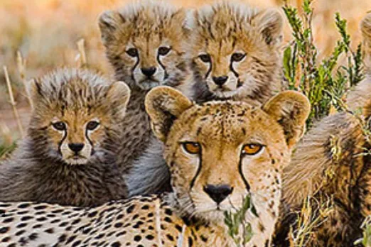 Cheetah