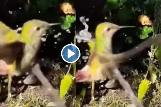 Viral video