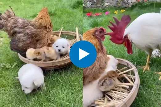 Viral Video