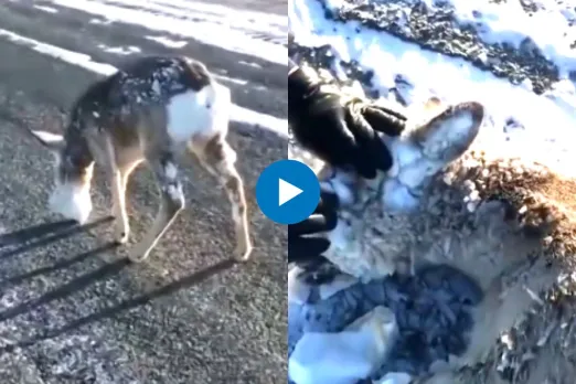 Viral Video