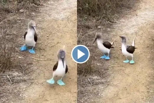 Viral video