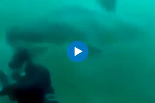 Viral Video