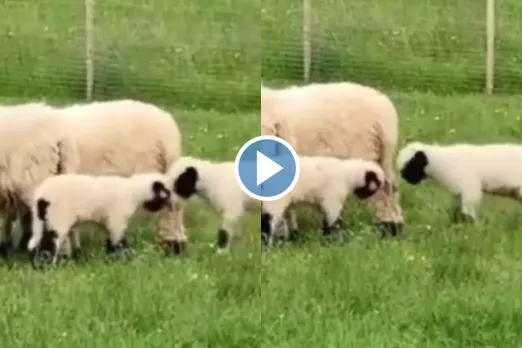 Viral video