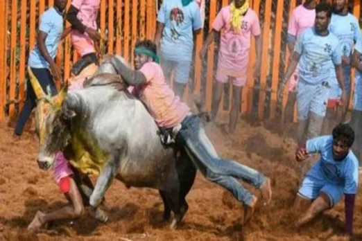 Jallikattu