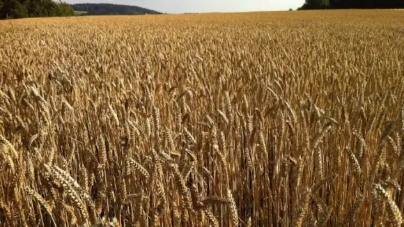 Wheat crop