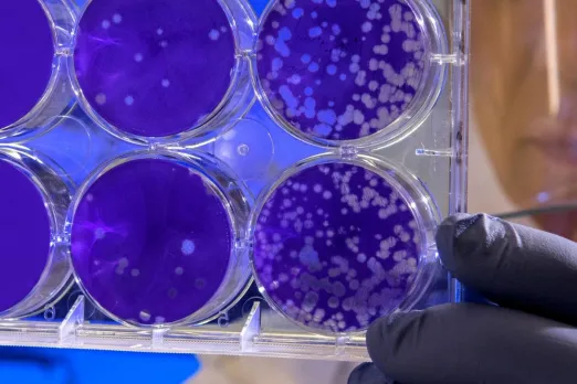 Stem Cell