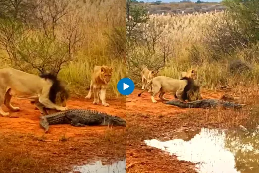 Viral Video