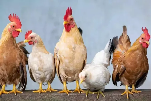 Pakistan Chicken Price