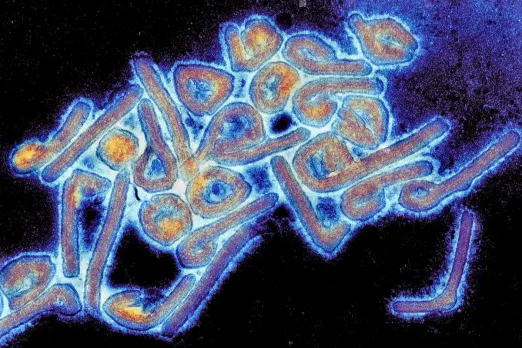 Marburg virus disease