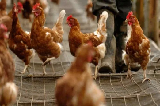 Bird flu