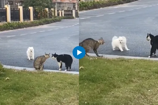 Viral Video