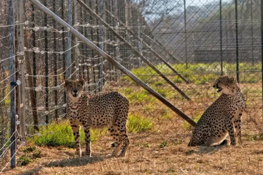Cheetah