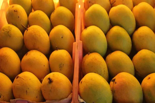 Alphonso mango