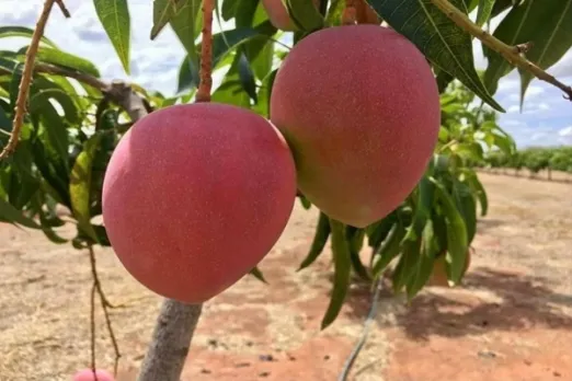 Costliest mango