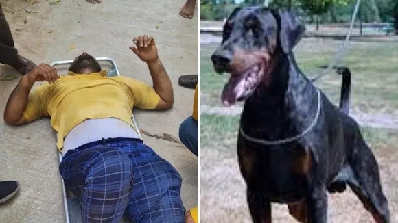 Dog attack