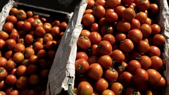 Tomatoes