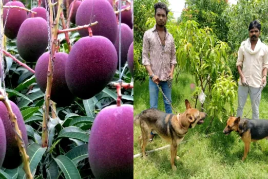 Madhya Pradesh News