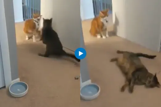 Viral video