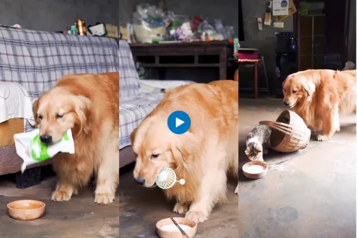 Viral video