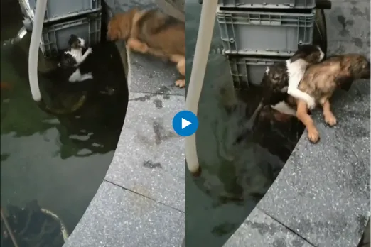 Viral video