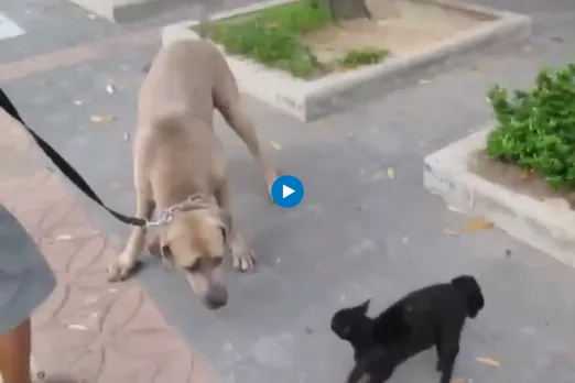 Viral video