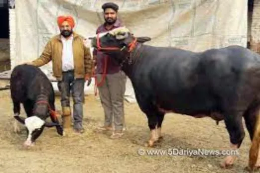Punjab news