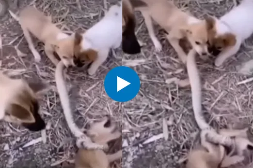Viral Video