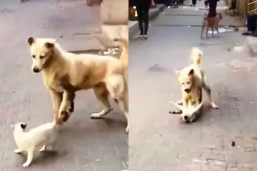 Viral Video