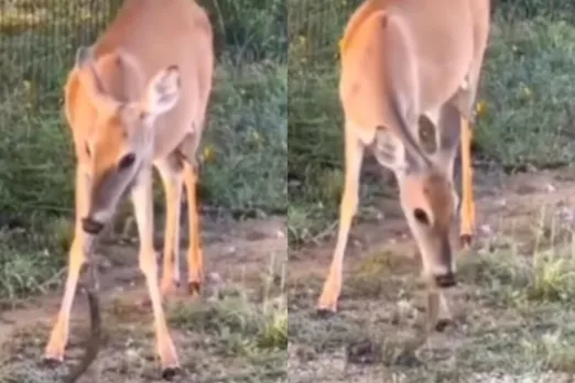 Animal Viral Video