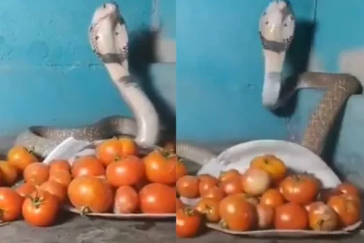 Viral Video