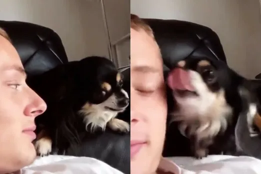 Animal viral video