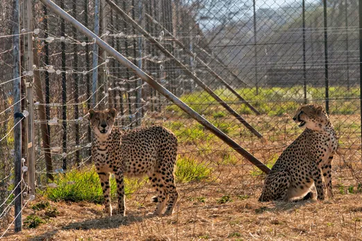 Cheetah Deaths
