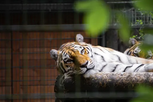 International Tiger Day 2023