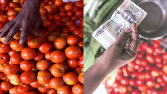 Tomato rate