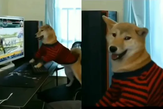 Animal viral video