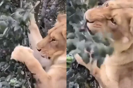 Viral video