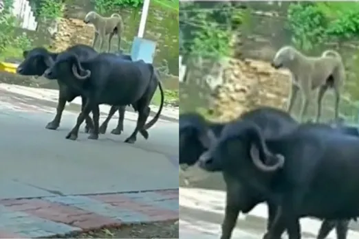Animal viral video