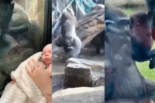 Animal viral video